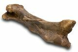 Fossil Hadrosaur (Edmontosaurus) Femur - Wyoming #379439-5